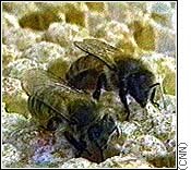 Bees